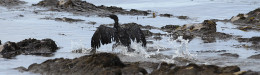 Image for カリフォルニア州でパイプライン破裂、原油流出で海洋生物の生態系に影響も