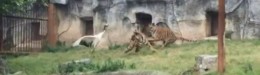 Image for 荒れ狂う3頭の虎、鶴に襲いかかる　しかし鶴は千年（動画）
