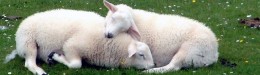 Image for 「羊を数えてはいけない」「寝不足は太る」−−睡眠学者が教えてくれた〝眠り〟に関する6つの真実。